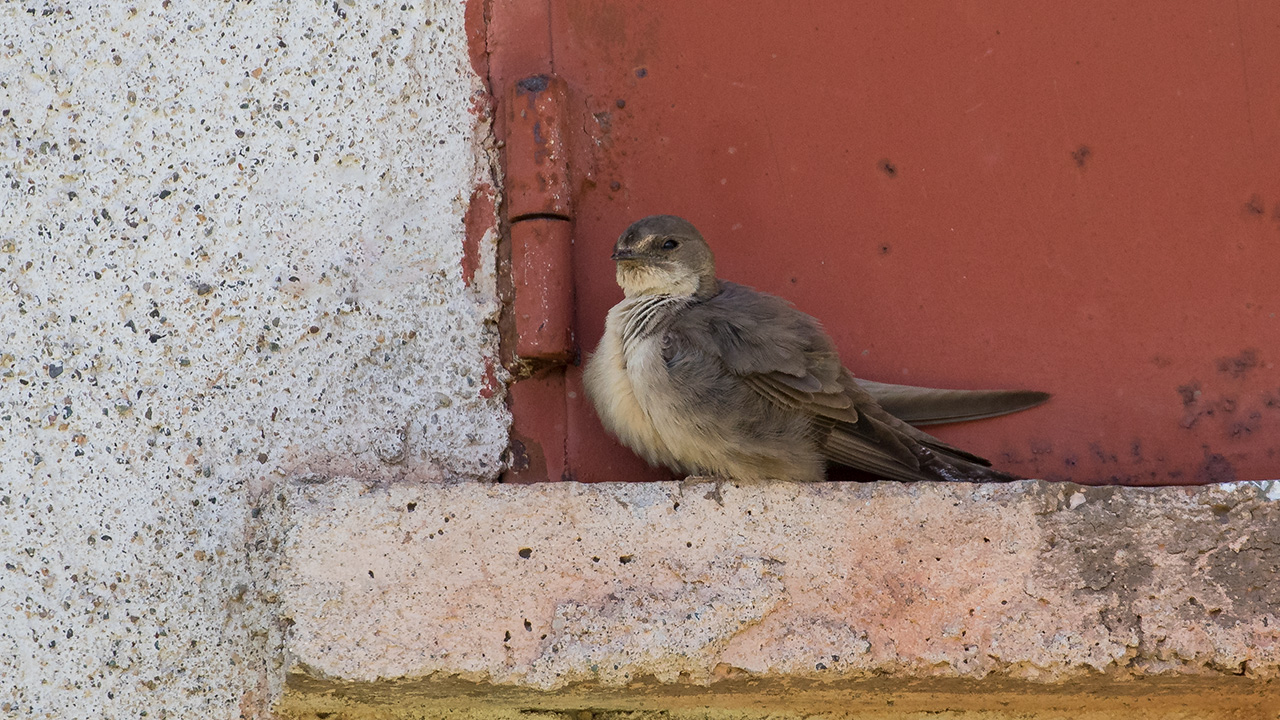 Eurasian Crag-Martin